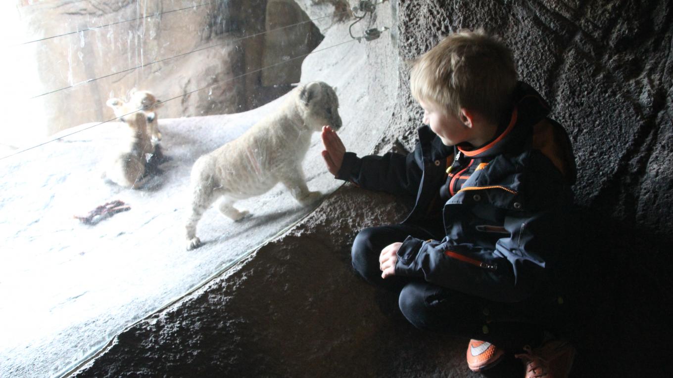 De små løvekillinger kan nu endelig ses i Odense ZOO. Attraktion, Odense ZOO, zoo, Odense, Odense City Camp, seværdighed, løvekillinger