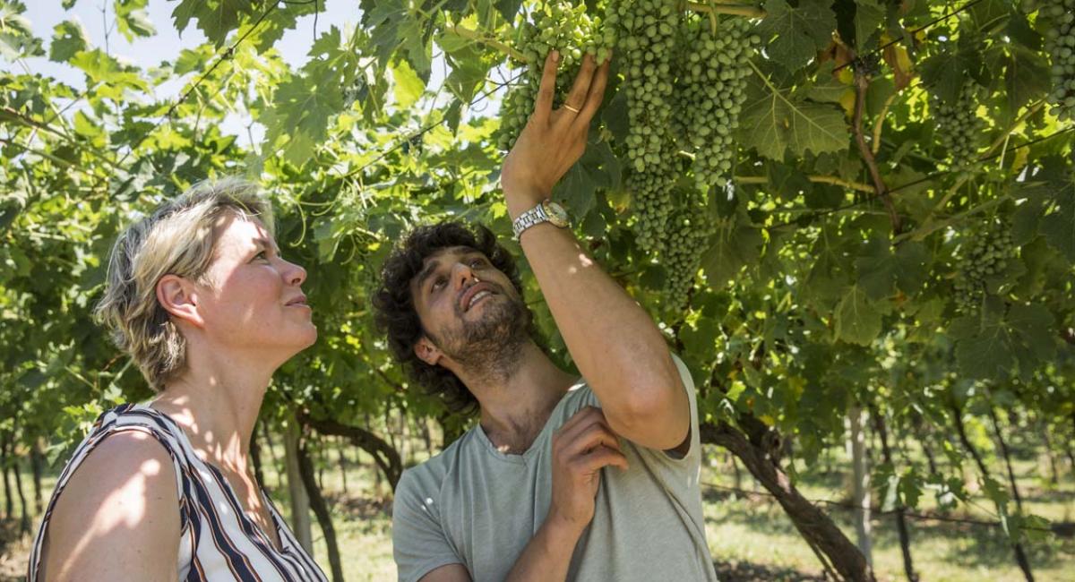 La Quercia, Gardasøen, vinranker, vinplanter, vin, vindruer, vinproduktion