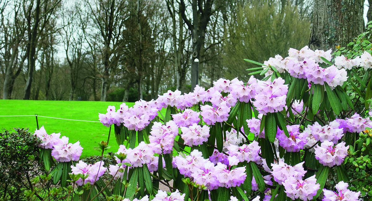 Sofiero er især kendt for sine smukke rododendron, som står i fuldt flor i maj og begyndelsen af juni. Sofiero, slot, rododendron, park, Sverige