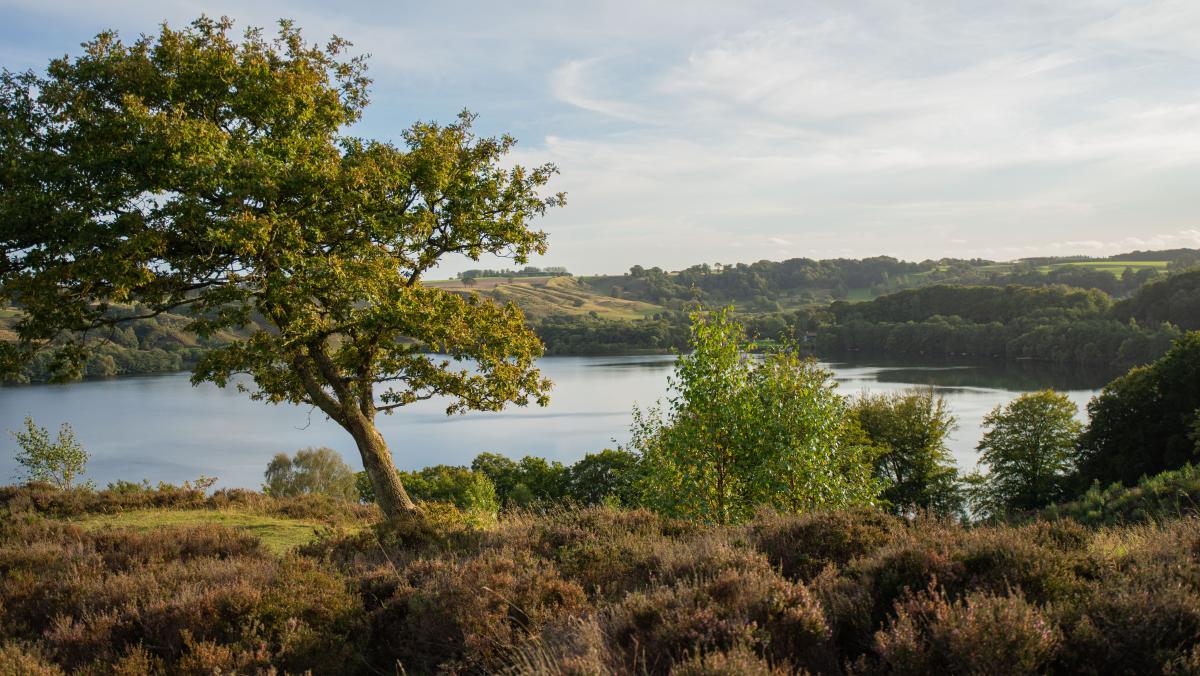 Viborg Viborg